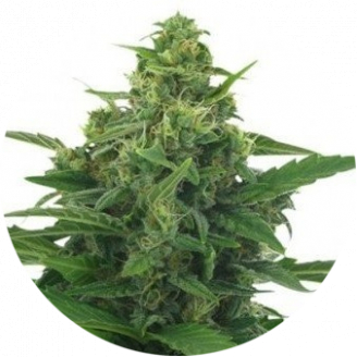 Семена марихуаны купить сорт LSD Auto Fem.