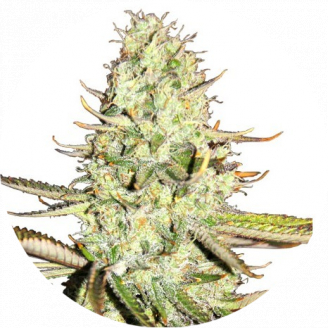 Семена конопли сорта Opium Auto Fem.