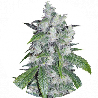 Семена марихуаны купить сорт Bruce Banner Auto Fem.