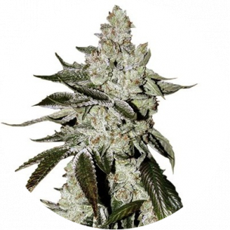 Семена марихуаны купить сорт Girl Scout Cookies Auto Fem.