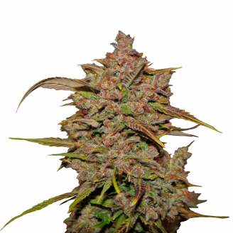 Семена марихуаны купить сорт Crystal Meth Auto Fem.