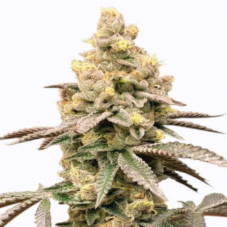 Семена конопли сорта Tropico Cookies Auto Fem.